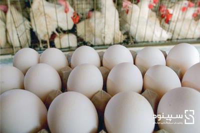 امکان‌سنجی  (طرح توجیهی)  فنی اقتصادی  پرورش طیور صنعتی در قالب فارم‌های مرغ تخمگذار